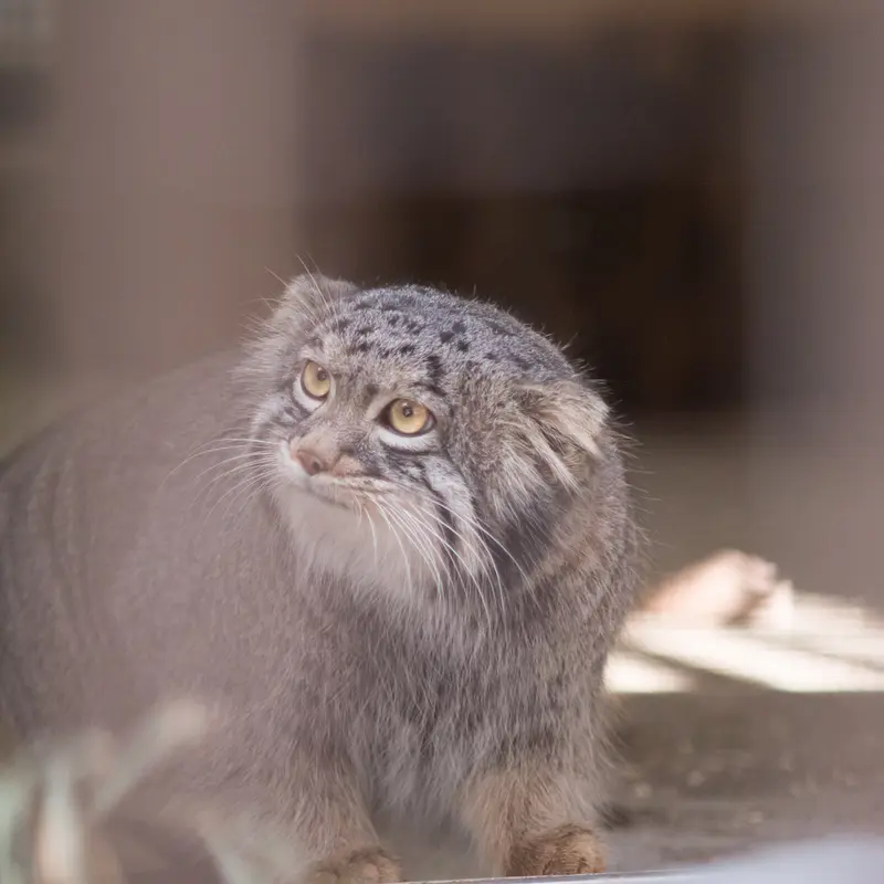 A photograph of Figa in Nogeyama Zoo