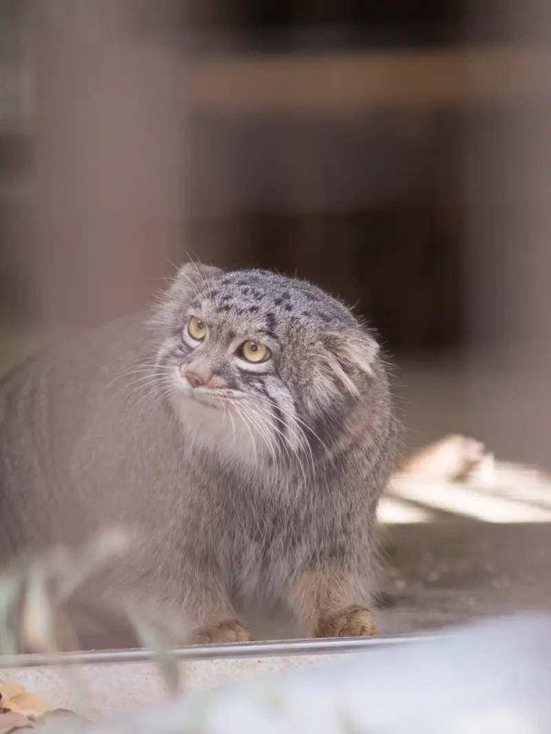 A photograph of Figa in Nogeyama Zoo