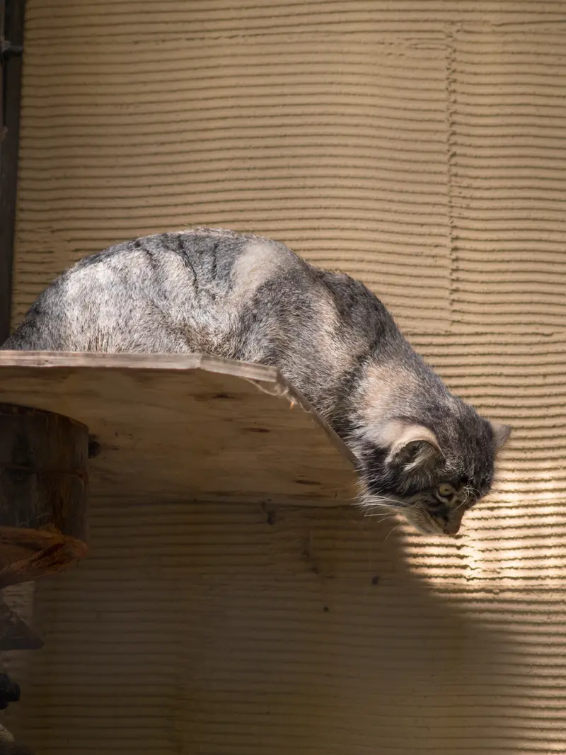A photograph of Hide in Asahiyama Zoo