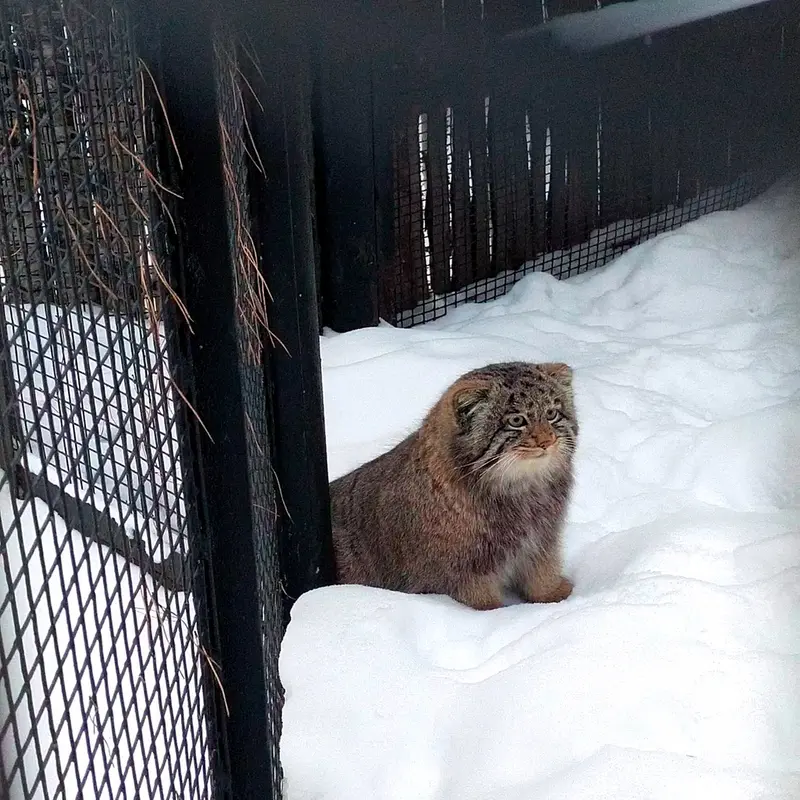 A photograph of a Pallas's cat in Novosibirsk Zoo