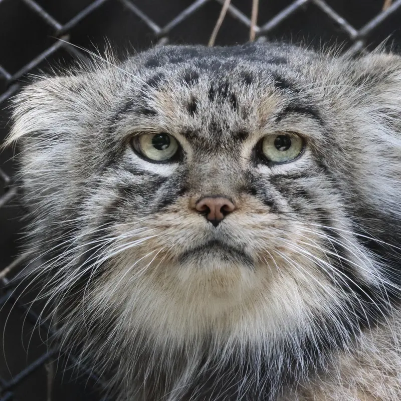 A photograph of George in Novosibirsk Zoo