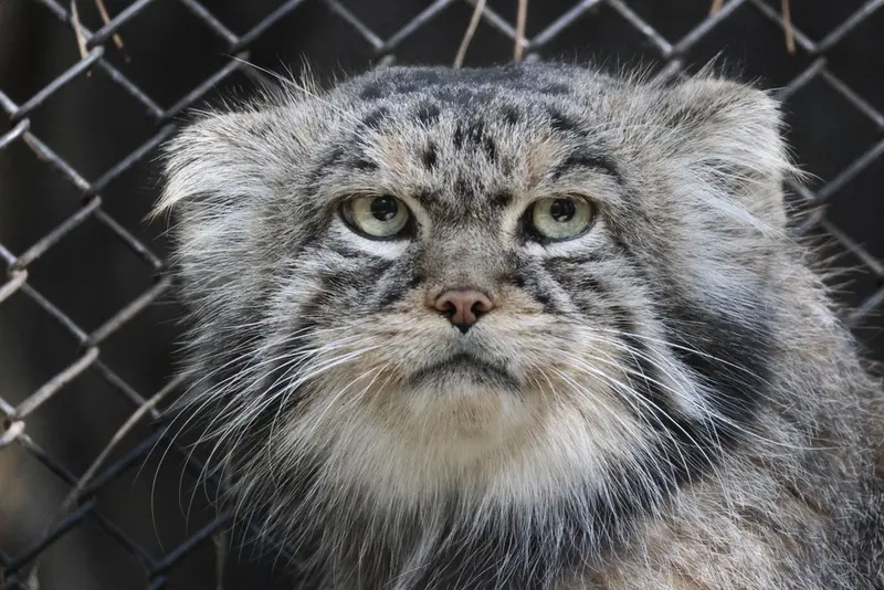 A photograph of George in Novosibirsk Zoo