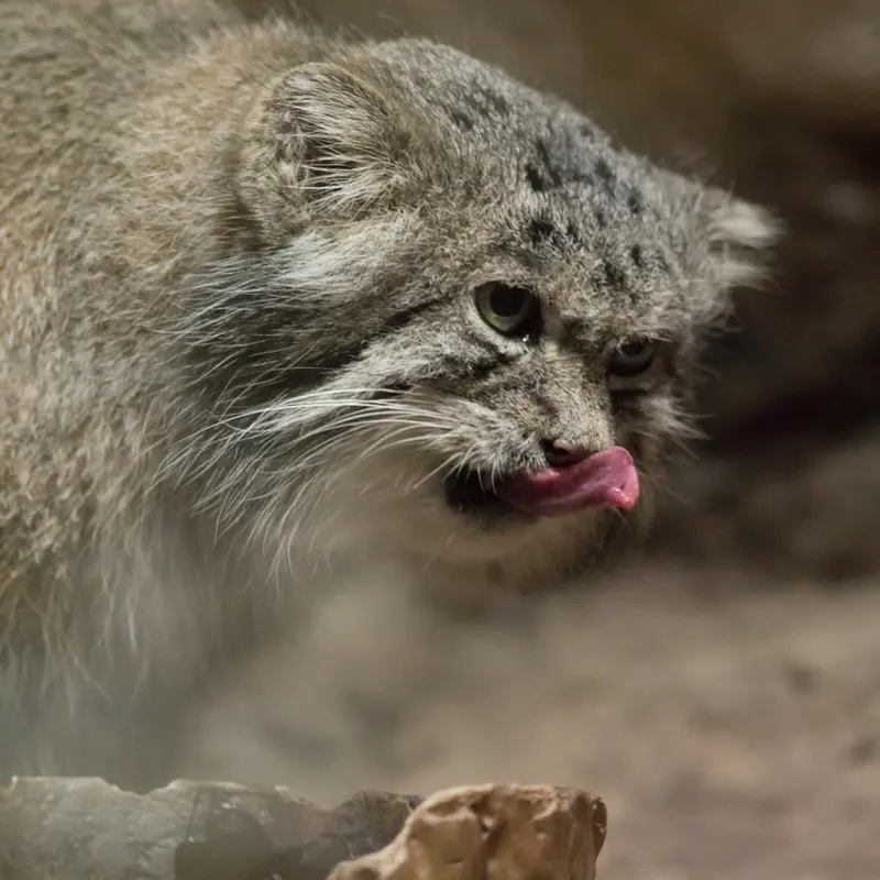 A photograph of Klyon in Ueno Zoological Gardens
