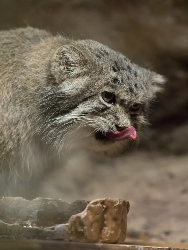 A photograph of Klyon in Ueno Zoological Gardens