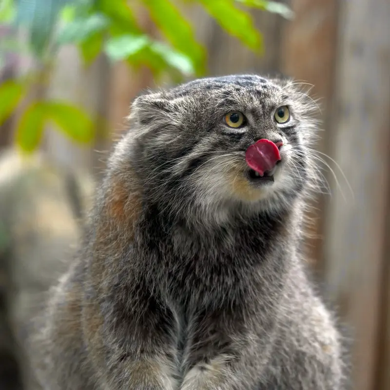 A photograph of Nar in Kobe Animal Kingdom