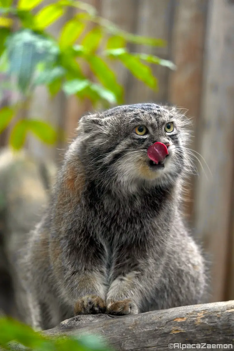 A photograph of Nar in Kobe Animal Kingdom