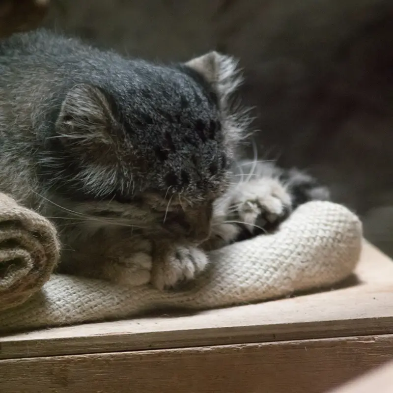 A photograph of Klyon in Ueno Zoological Gardens