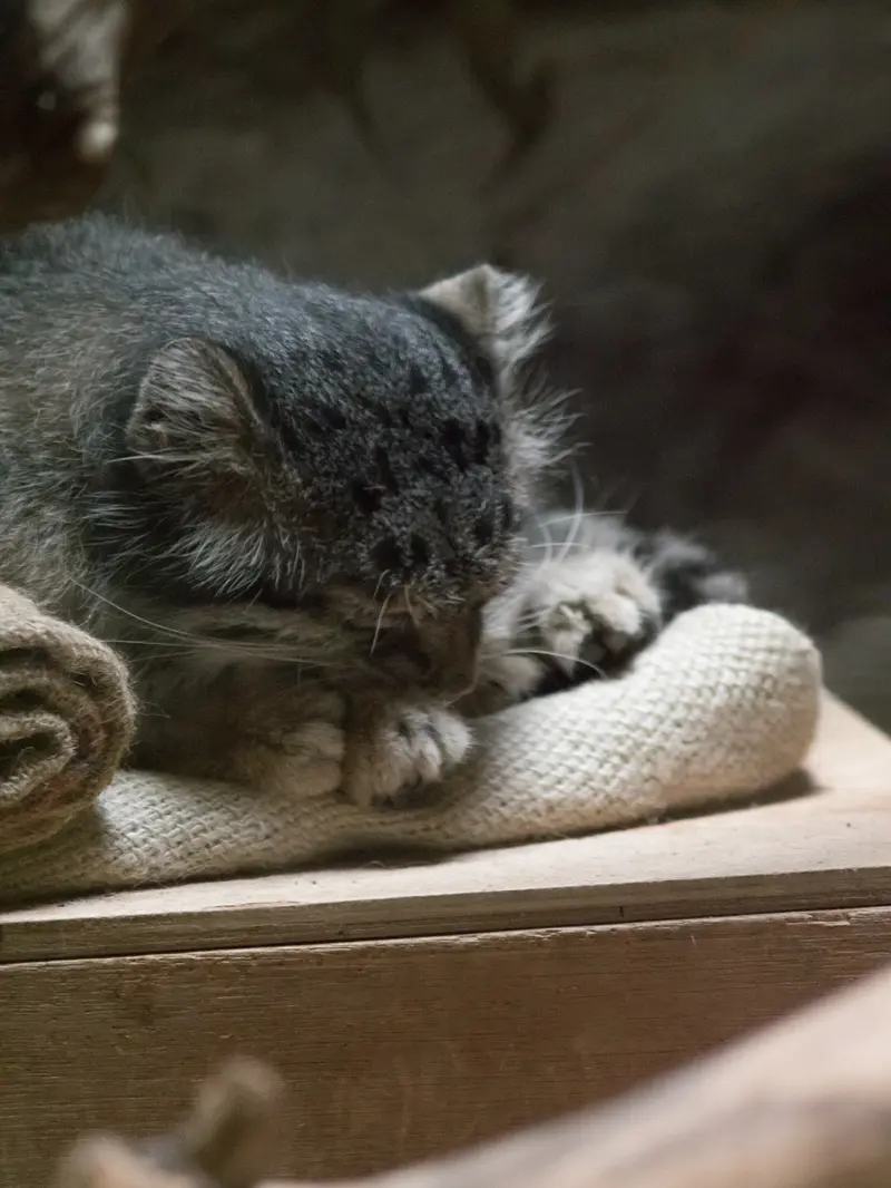 A photograph of Klyon in Ueno Zoological Gardens