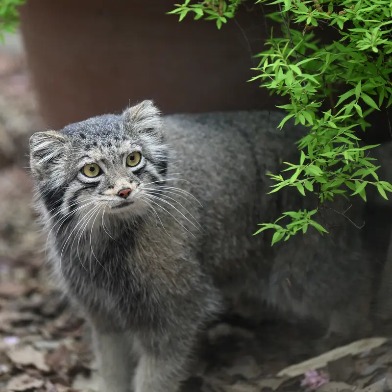 A photograph of Oto in Saitama Children's Zoo