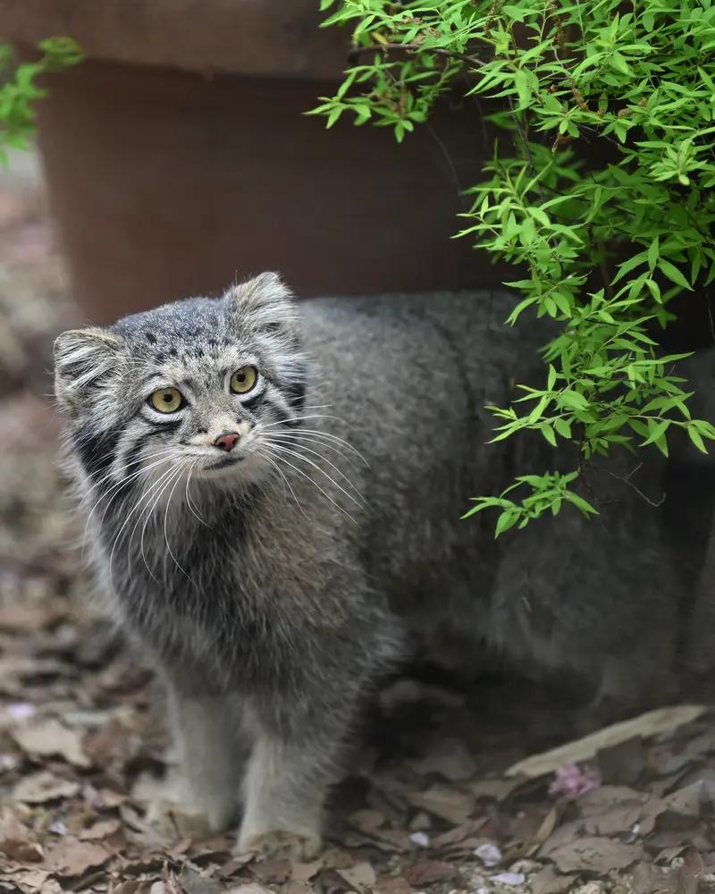 A photograph of Oto in Saitama Children's Zoo