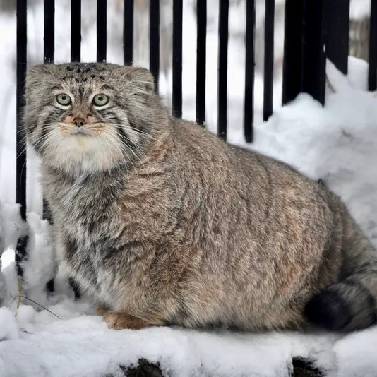 A photograph of Sheb in Novosibirsk Zoo