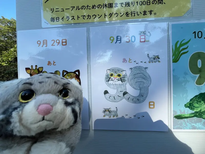 A photograph of a Pallas's cat in Nogeyama Zoo
