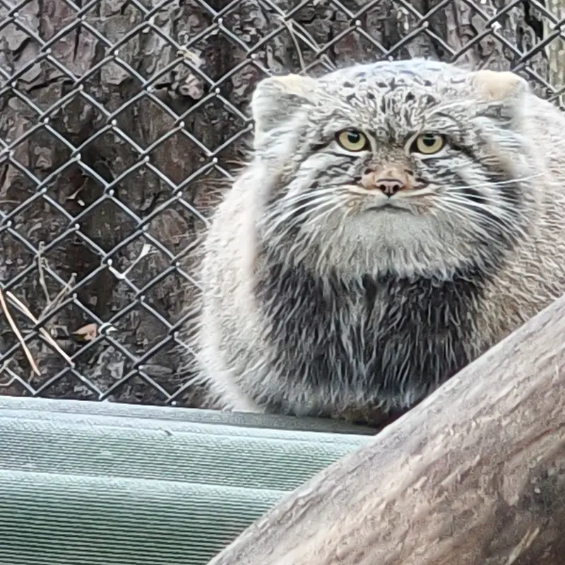 A photograph of Son of Adele b.2026 Ⅲ in Novosibirsk Zoo
