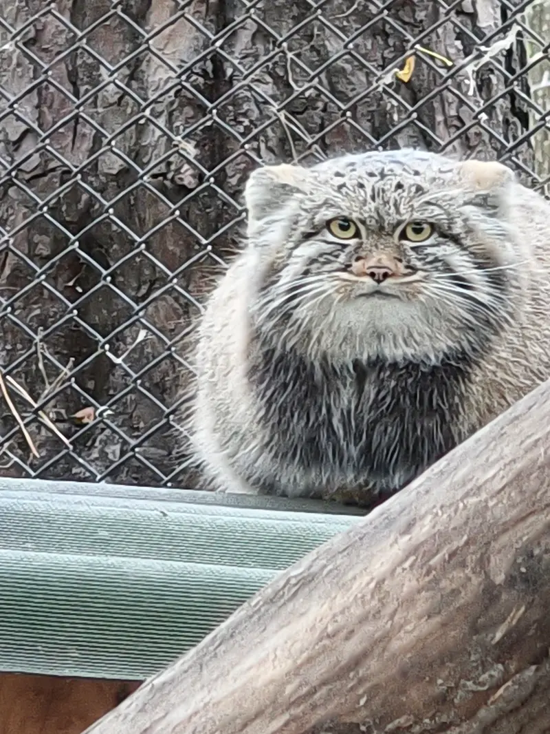 A photograph of Son of Adele b.2026 Ⅲ in Novosibirsk Zoo