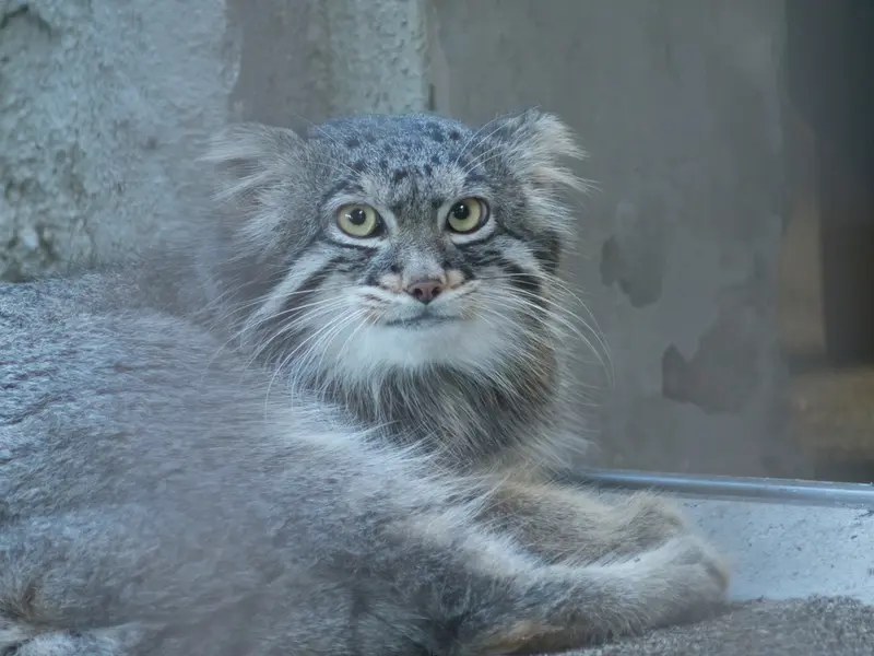 A photograph of Figa in Nogeyama Zoo