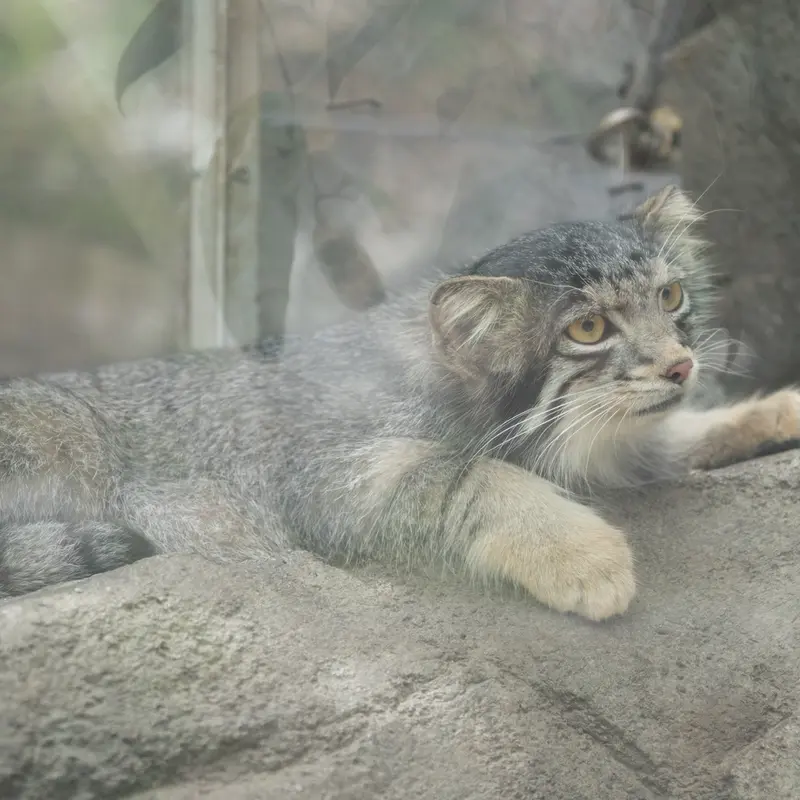 A photograph of Oto in Kobe Animal Kingdom