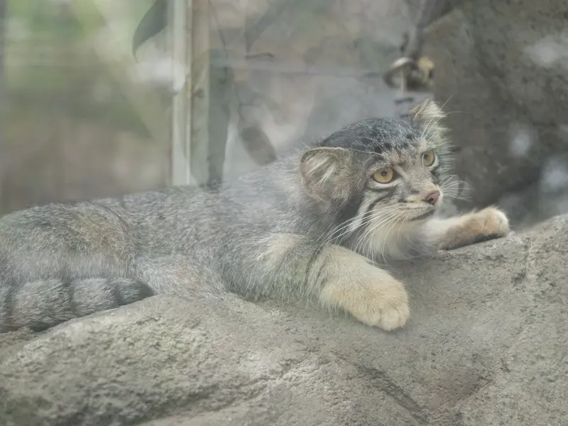 A photograph of Oto in Kobe Animal Kingdom
