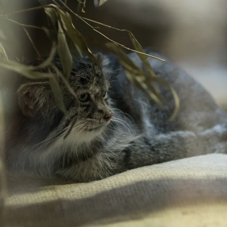 A photograph of Klyon in Ueno Zoological Gardens