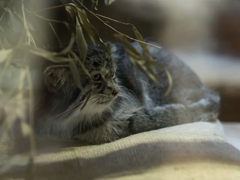 A photograph of Klyon in Ueno Zoological Gardens
