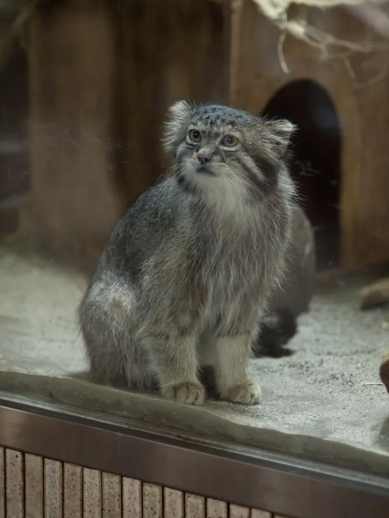 A photograph of Klyon in Ueno Zoological Gardens