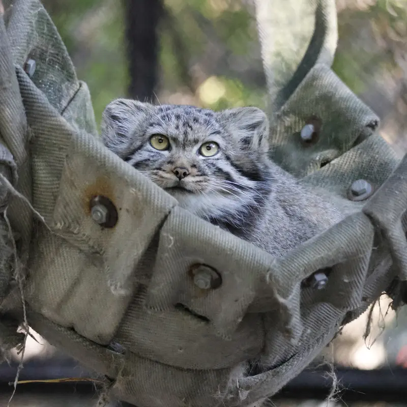 A photograph of a Pallas's cat in Novosibirsk Zoo
