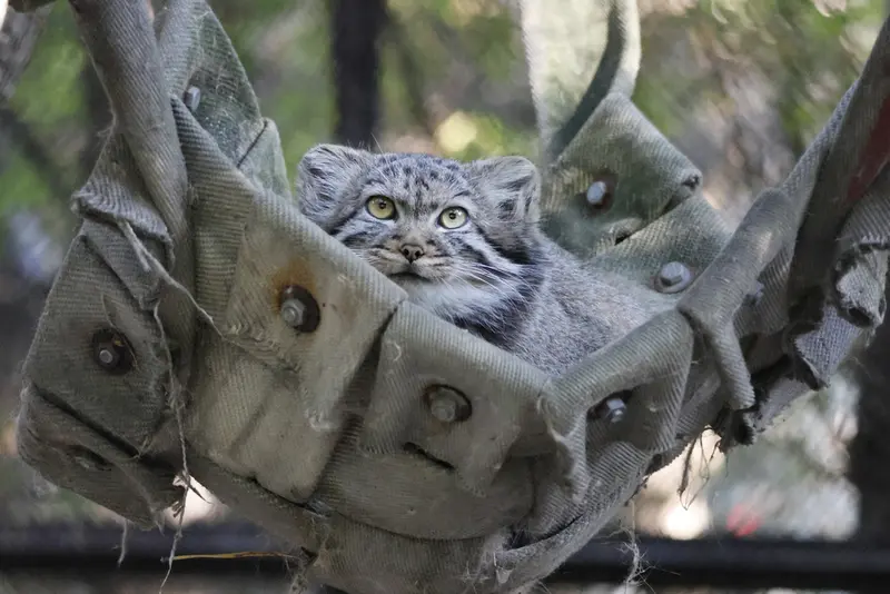 A photograph of a Pallas's cat in Novosibirsk Zoo