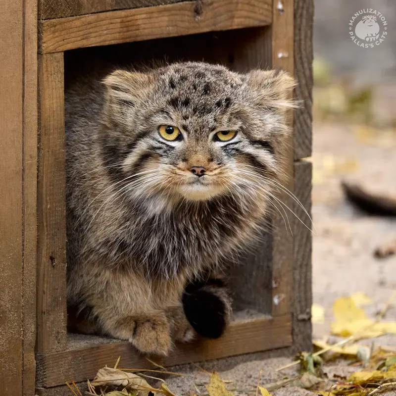 A photograph of Leon in Novosibirsk Zoo