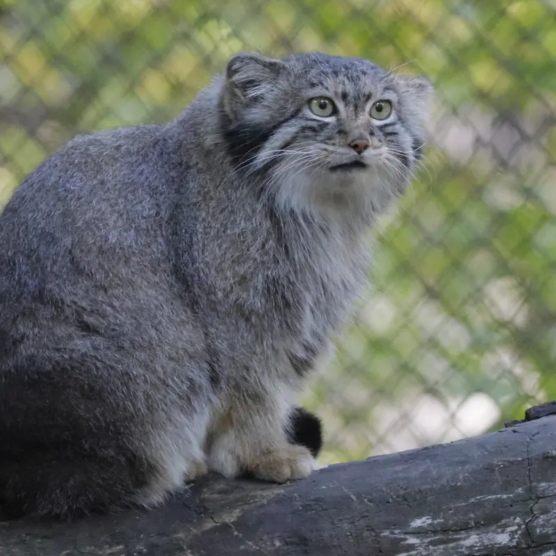 A photograph of Snezhana in Novosibirsk Zoo