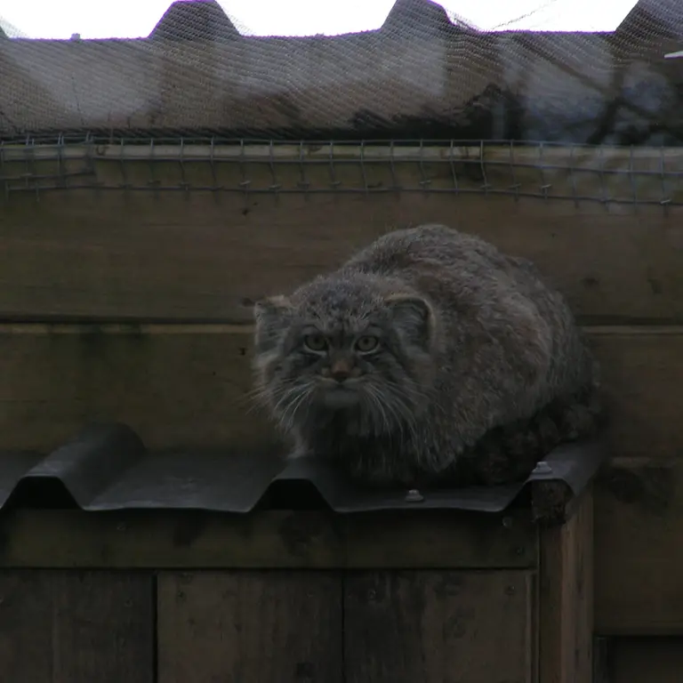 A photograph of Altai in The Lakeland Wildlife Oasis