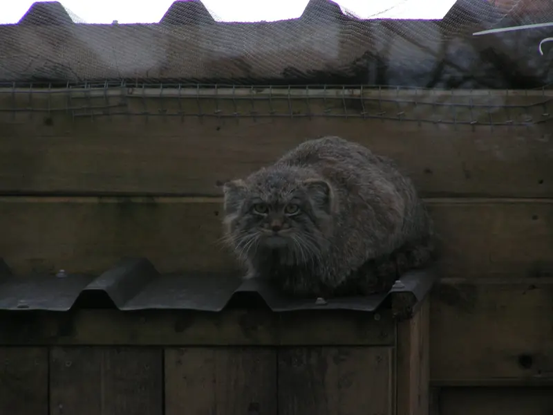 A photograph of Altai in The Lakeland Wildlife Oasis