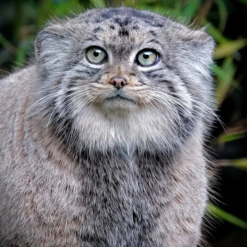 A photograph of Poes in Rotterdam Zoo