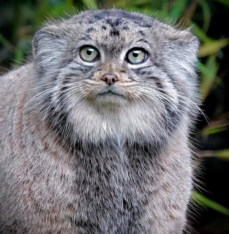 A photograph of Poes in Rotterdam Zoo