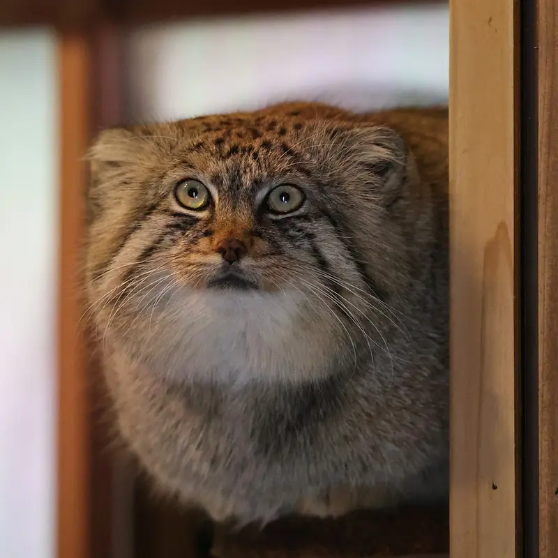 A photograph of Lotos in Saitama Children's Zoo
