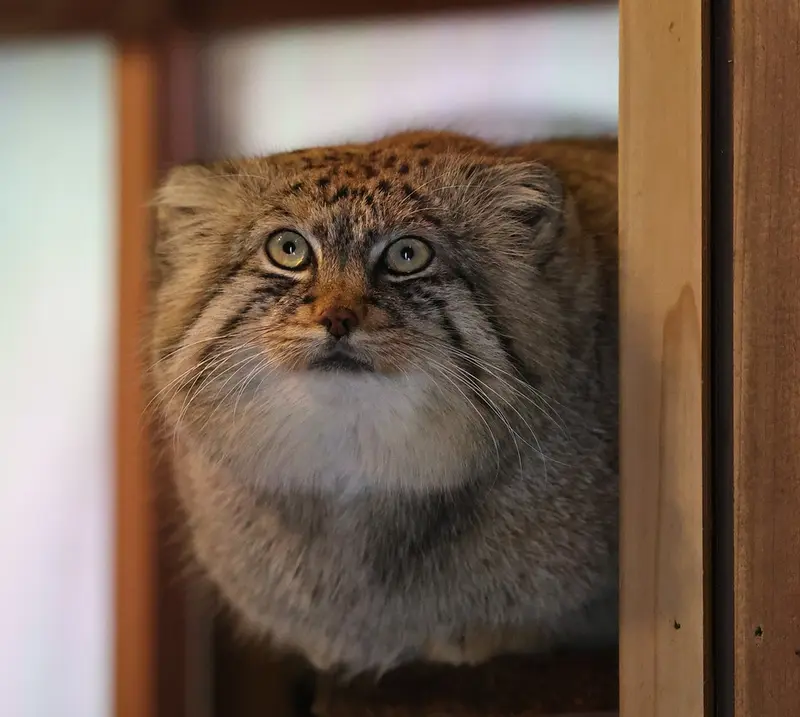 A photograph of Lotos in Saitama Children's Zoo