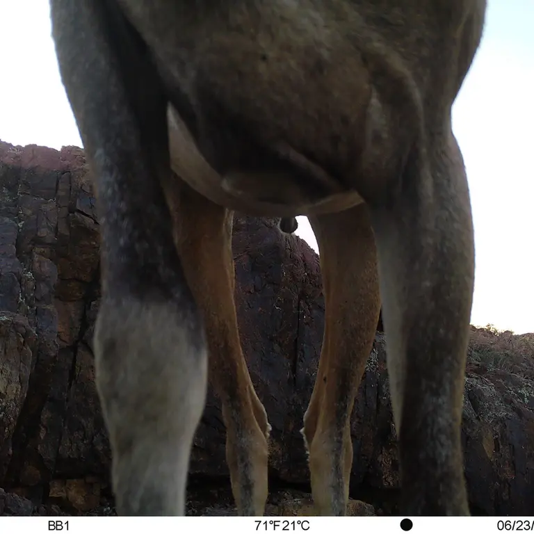 A photograph of Argali from Aktas-Kunkora [new] camera trap