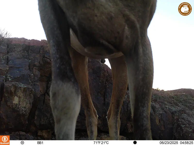 A photograph of Argali from Aktas-Kunkora [new] camera trap