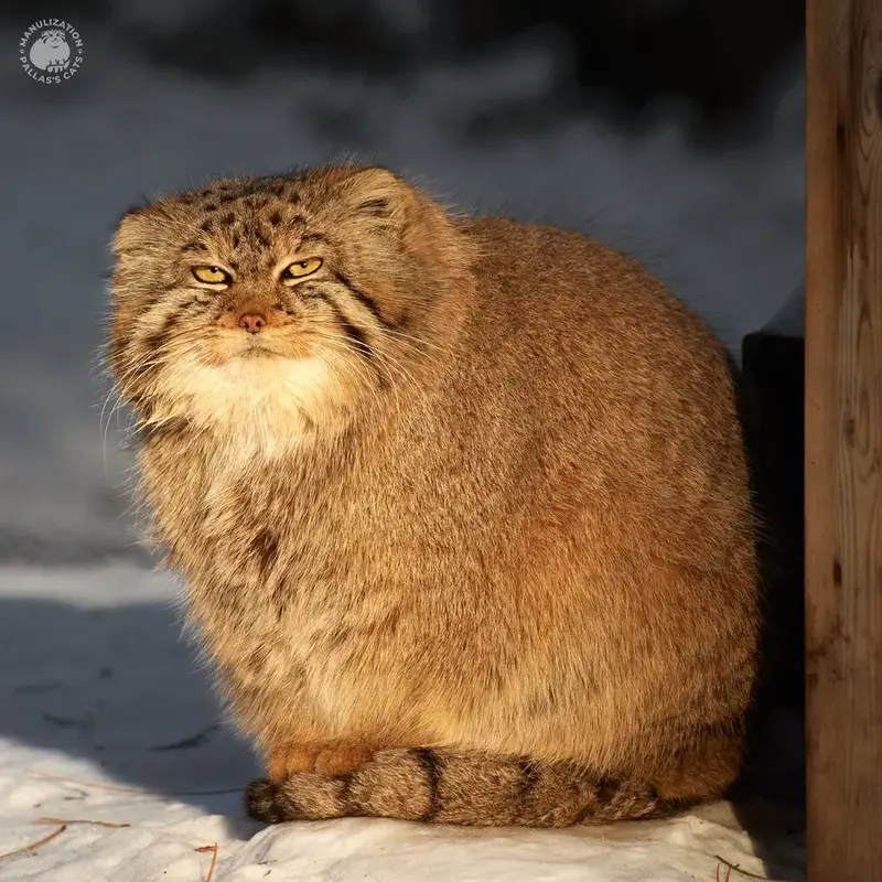 Manul of the day