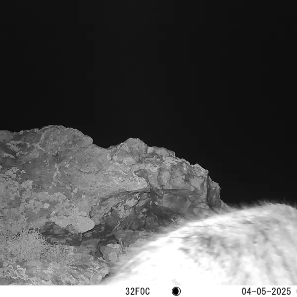 A photograph of Otocolobus manul manul from Besshoky 1 camera trap