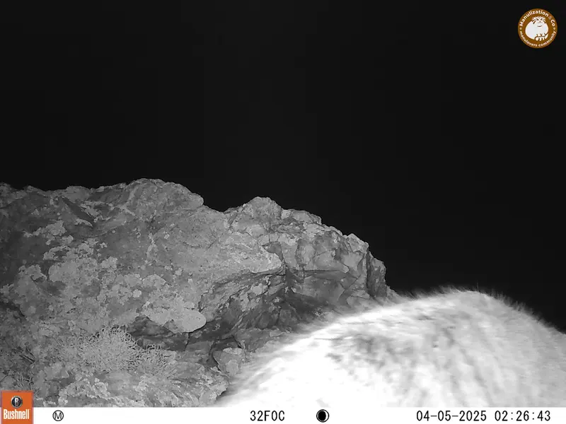 A photograph of Otocolobus manul manul from Besshoky 1 camera trap