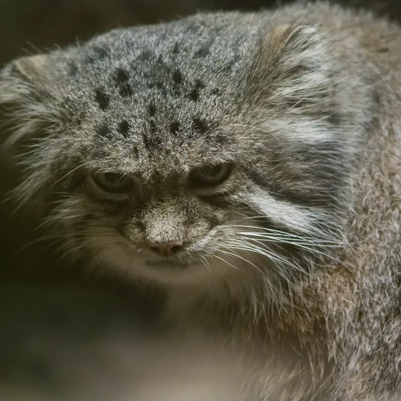A photograph of Klyon in Ueno Zoological Gardens