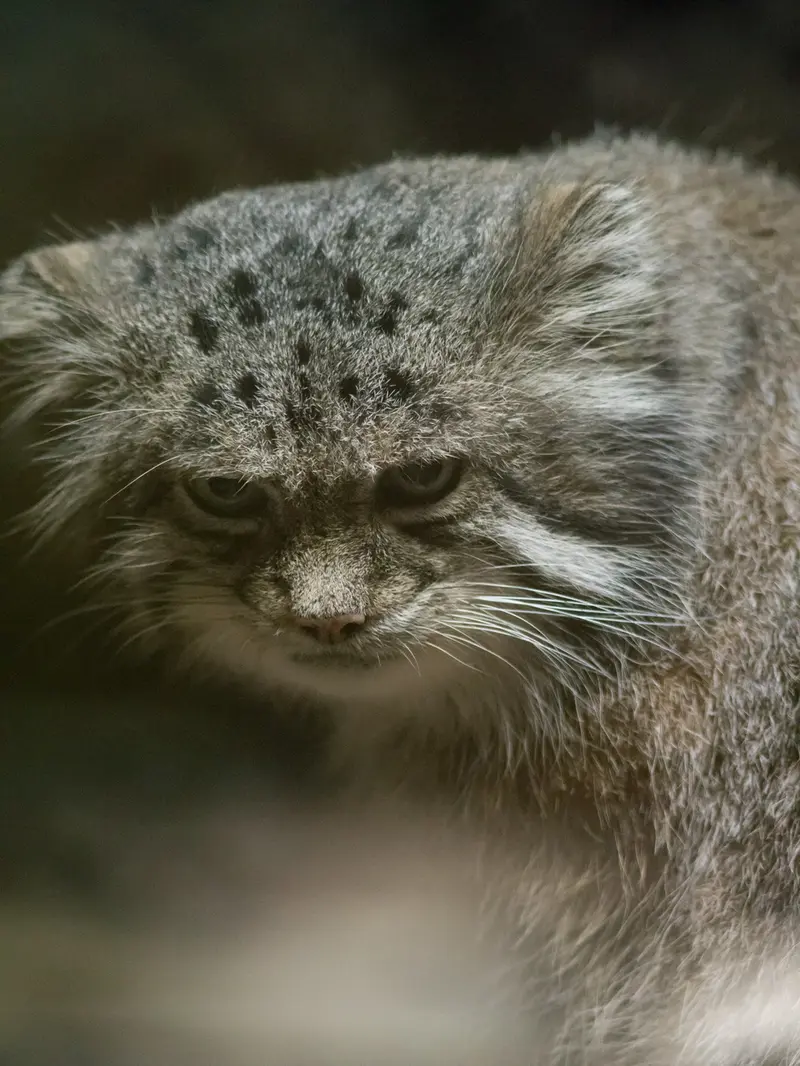 A photograph of Klyon in Ueno Zoological Gardens