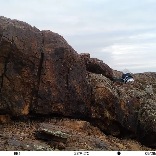 A photograph of Little Owl and Common magpie from Aktas-Kunkora camera trap