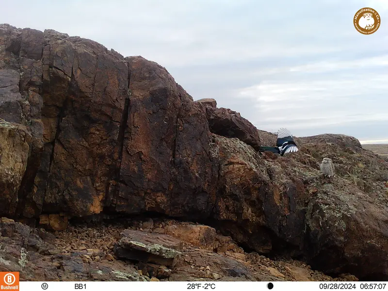 A photograph of Little Owl and Common magpie from Aktas-Kunkora camera trap
