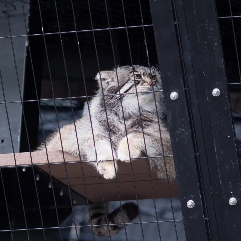A photograph of Grusha in Asahiyama Zoo