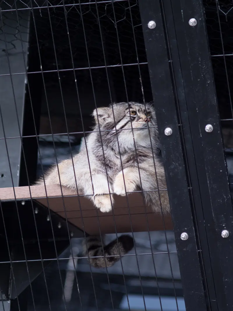 A photograph of Grusha in Asahiyama Zoo