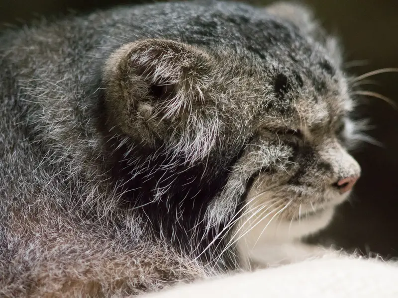 A photograph of Klyon in Ueno Zoological Gardens