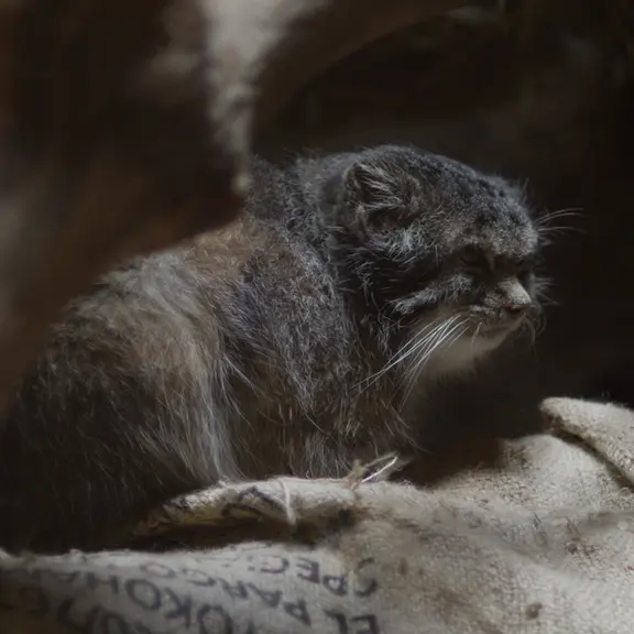 A photograph of a Pallas's cat in Ueno Zoological Gardens