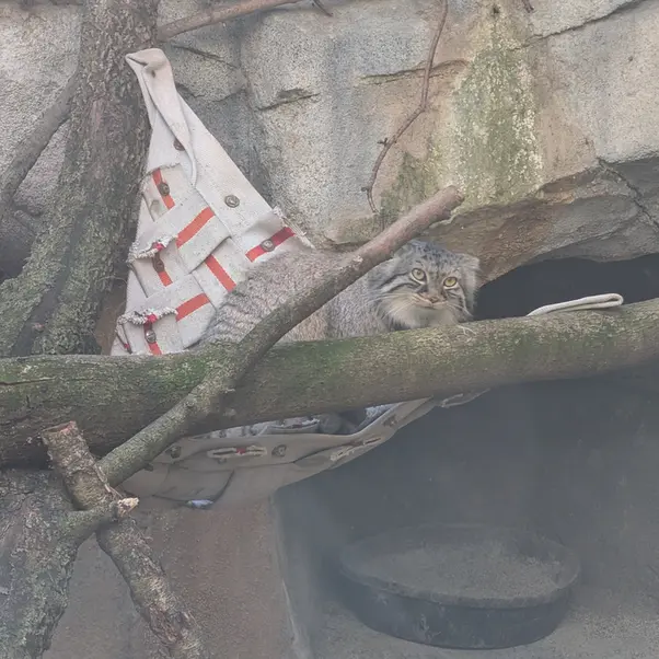 A photograph of Meera in Columbus Zoo and Aquarium