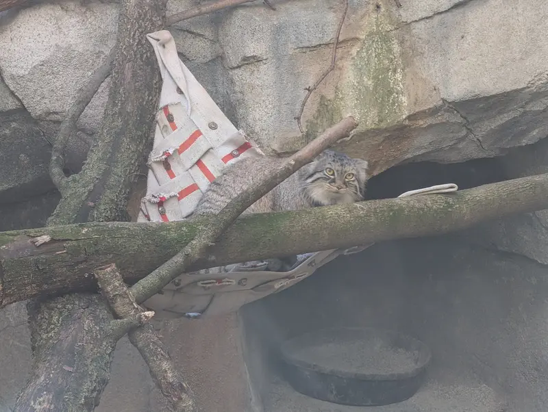 A photograph of Meera in Columbus Zoo and Aquarium