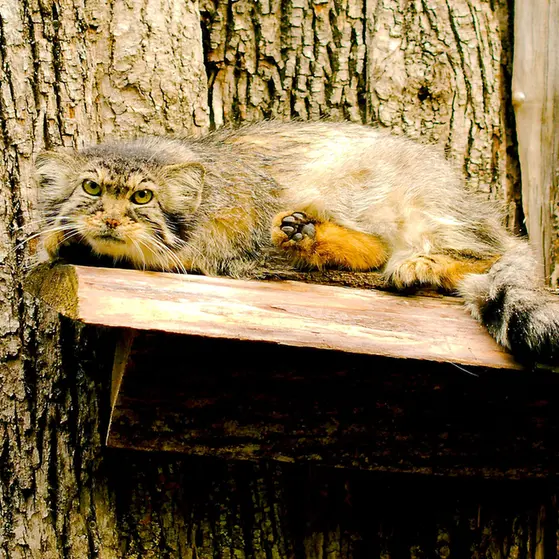 A photograph of Elvira in Red River Zoo